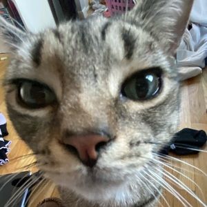 Meet your Posher, Lily